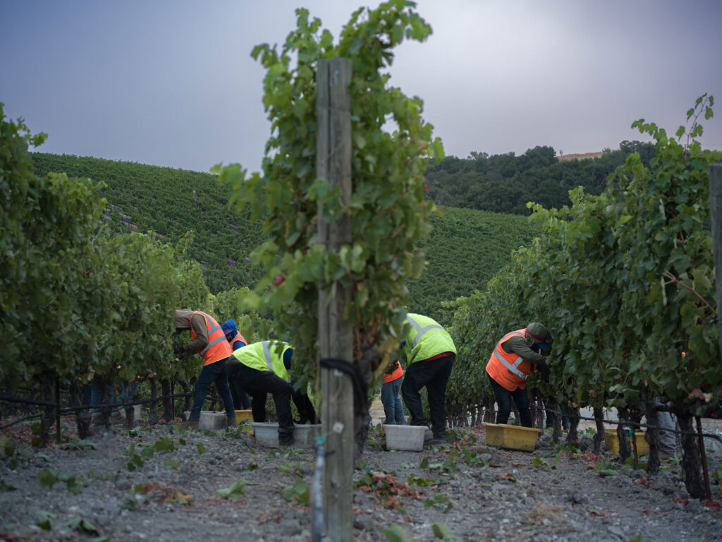 Image of the crew picking grapes