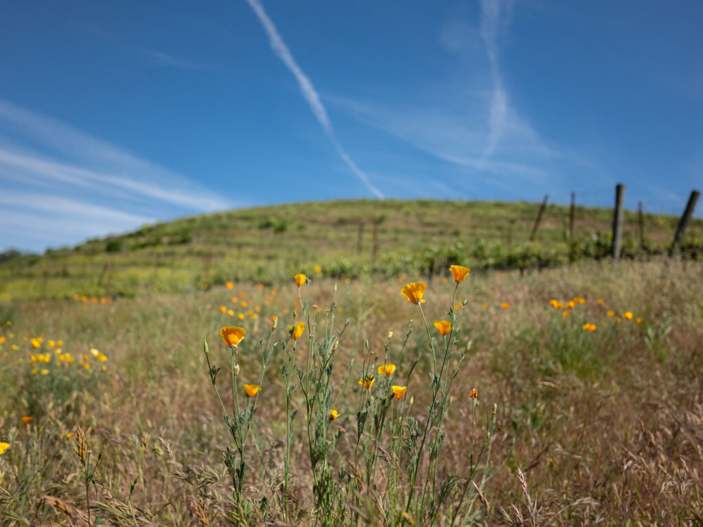 Image of Poppies growing on the L'Aventure estate