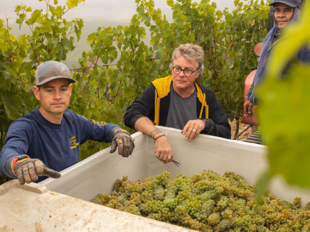 Stephan and crew picking grapes