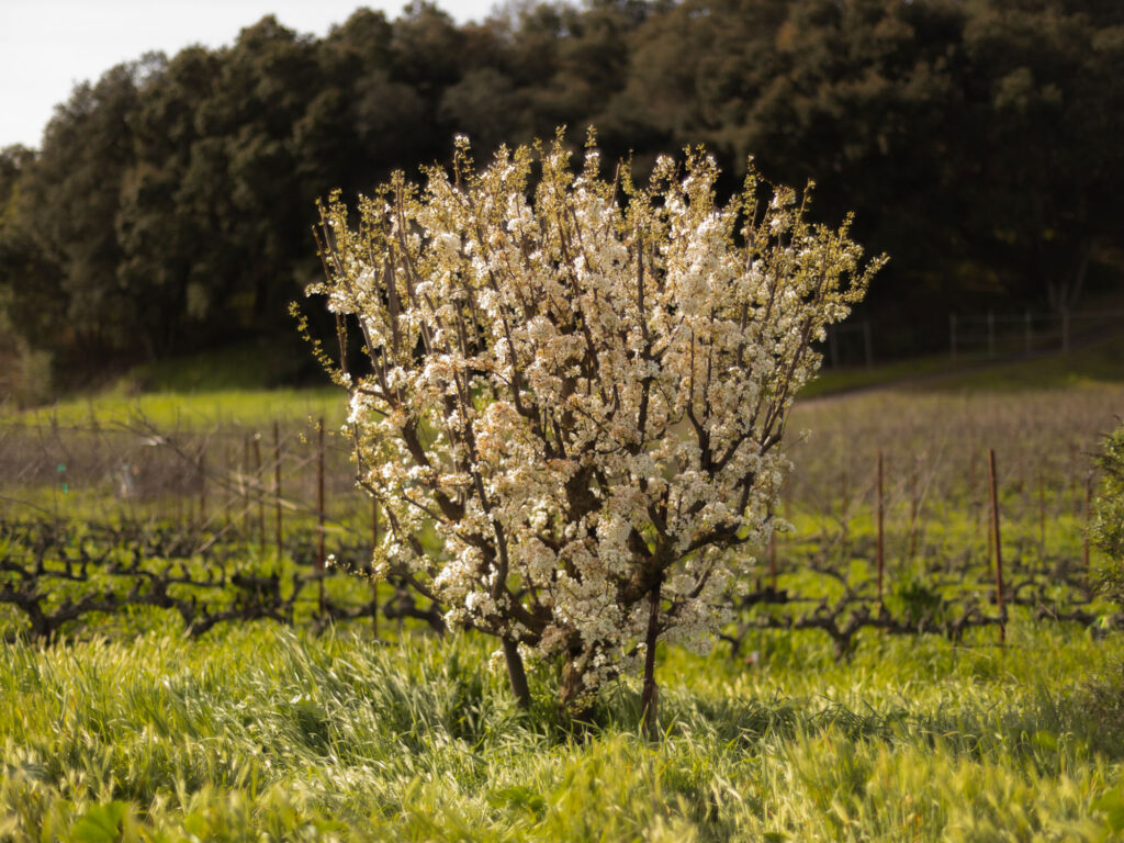 Image of almond tree blossoming on the L'Aventure Estate